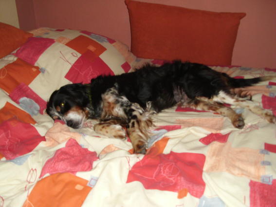 Pippo Bett 1a.JPG