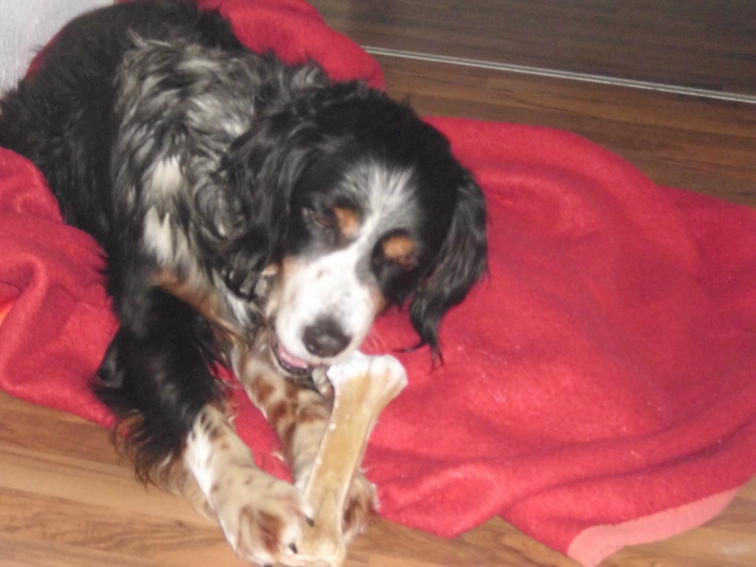 Pippo Knochen 3a.JPG